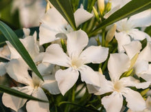 Load image into Gallery viewer, Oleander White—Nerium Oleander 白夹竹桃
