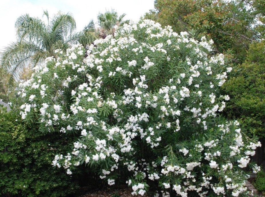 Oleander White—Nerium Oleander 白夹竹桃