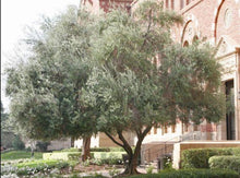 将图片加载到图库查看器，Olive Multi—Olea Europaea Multi 橄榄树
