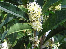 Load image into Gallery viewer, Sweet Olive—Osmanthus Fragrans 桂花
