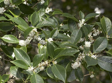 Load image into Gallery viewer, Sweet Olive—Osmanthus Fragrans 桂花
