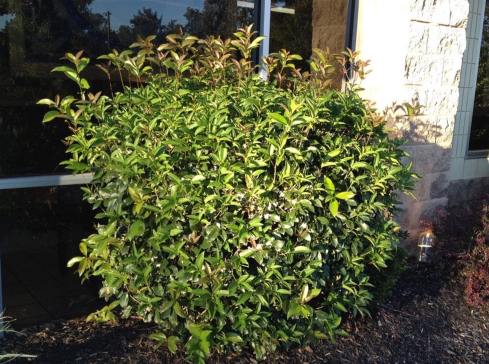 Sweet Olive—Osmanthus Fragrans 桂花