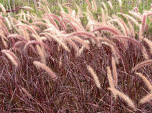 Load image into Gallery viewer, Red Fountain Grass—Pennisetum setaceum ‘Rubrum’ 紫叶狼尾草
