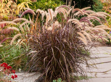将图片加载到图库查看器，Red Fountain Grass—Pennisetum setaceum ‘Rubrum’ 紫叶狼尾草
