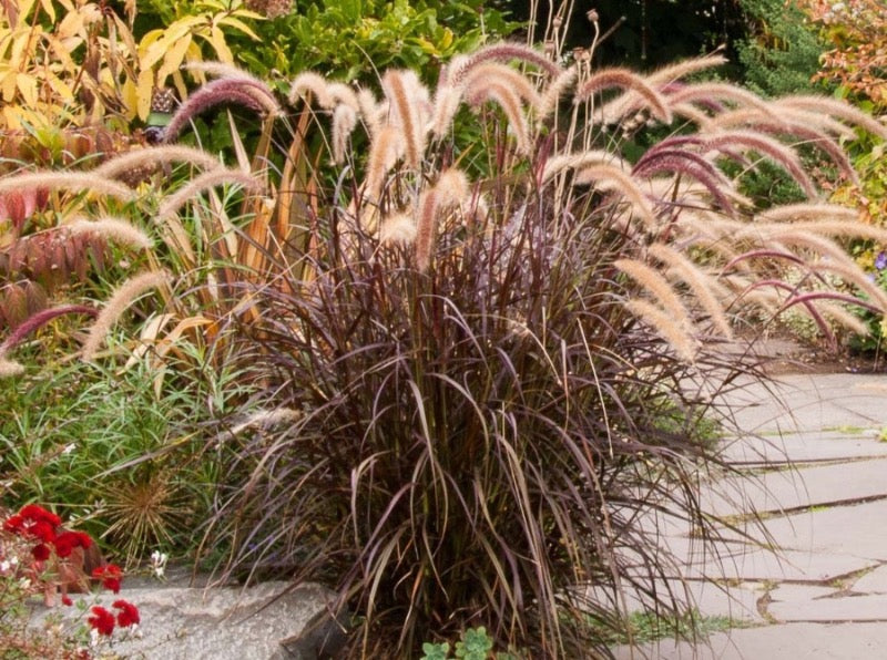 Red Fountain Grass—Pennisetum setaceum ‘Rubrum’ 紫叶狼尾草