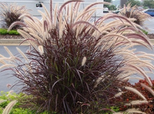 将图片加载到图库查看器，Red Fountain Grass—Pennisetum setaceum ‘Rubrum’ 紫叶狼尾草
