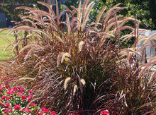 Load image into Gallery viewer, Red Fountain Grass—Pennisetum setaceum ‘Rubrum’ 紫叶狼尾草
