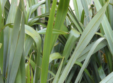 将图片加载到图库查看器，Green New Zealand Flax—Phormium Tenax 新西兰亚麻
