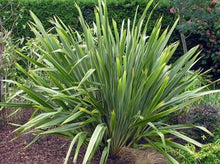 Load image into Gallery viewer, Green New Zealand Flax—Phormium Tenax 新西兰亚麻
