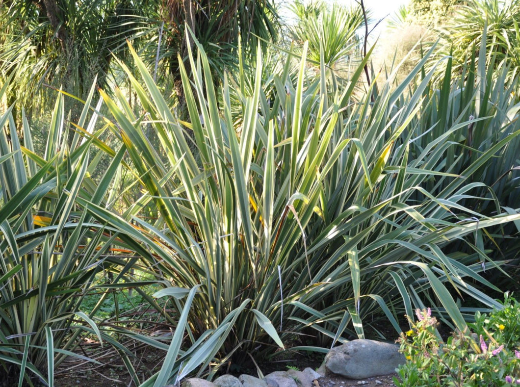 New Zealand Flax— Phormium Tenax ‘Variegatum’ 新西兰亚麻