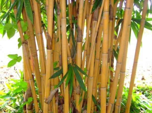 Bamboo Golden— Phyllostachys aurea 黄金竹 – LA-PLANTS.COM