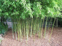 将图片加载到图库查看器，Bamboo Golden— Phyllostachys aurea 黄金竹
