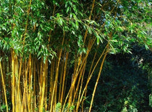 将图片加载到图库查看器，Bamboo Golden— Phyllostachys aurea 黄金竹

