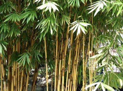 Bamboo Golden— Phyllostachys aurea 黄金竹