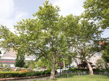 将图片加载到图库查看器，London Plane Tree, Sycamore— Platanus x acerifolia 法国梧桐
