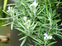 Load image into Gallery viewer, Trailing Rosemary—Rosmarinus Officinalis ‘Prostratus’ 迷迭香
