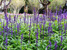 将图片加载到图库查看器，Salvia farinacea Salvia Blue 蓝花鼠尾草
