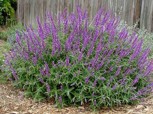 将图片加载到图库查看器，Salvia leucantha Mexican Sage 紫绒鼠尾草
