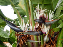 将图片加载到图库查看器，Giant Bird of Paradise— Strelitzia nicolai 大鹤望兰
