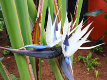 将图片加载到图库查看器，Giant Bird of Paradise— Strelitzia nicolai 大鹤望兰
