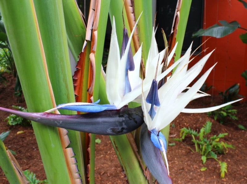 Giant Bird of Paradise— Strelitzia nicolai 大鹤望兰 – LA-PLANTS.COM
