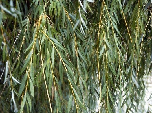 ENH-734/ST576: Salix babylonica: Weeping Willow